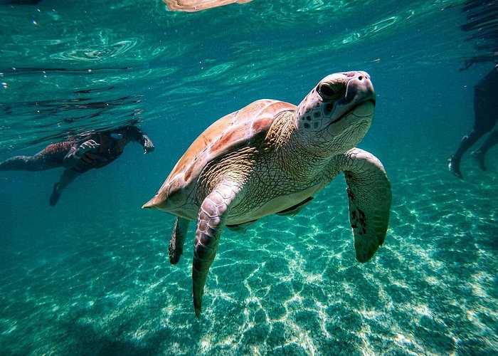 Private Tour to Tulum, Cenote and Swimming with Turtles