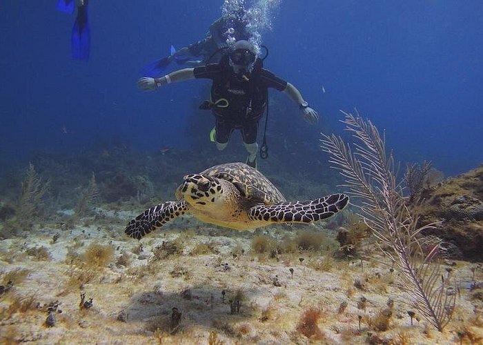 Tulum Akumal Snorkel Tour and 4 Cenotes Small Group All Fees Incl