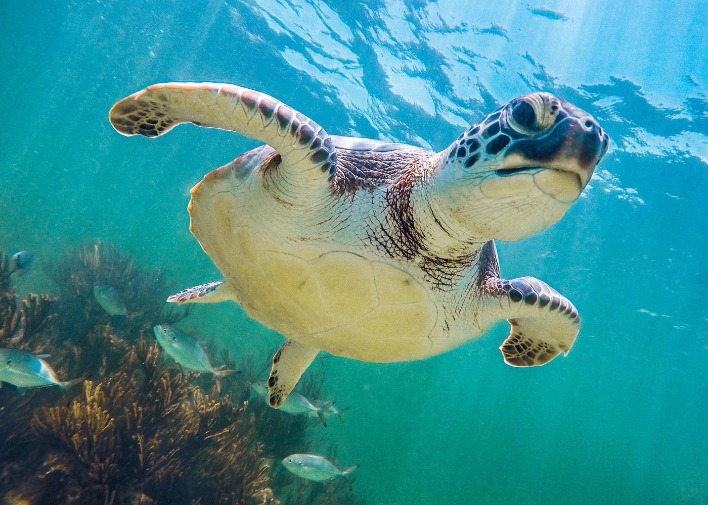 Tour to Tulum and Cenote Swimming with Turtles from Tulum