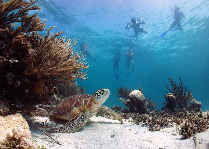 Day Tour: Tulum Cenote and Swimming with Turtles From Cancun