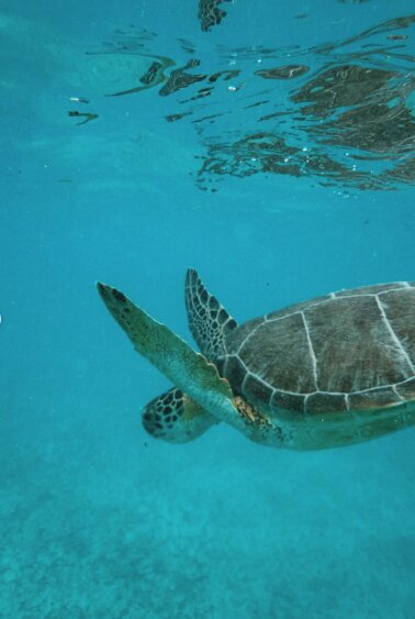 A green sea turtle grazing in the shallows at Akumal Bay