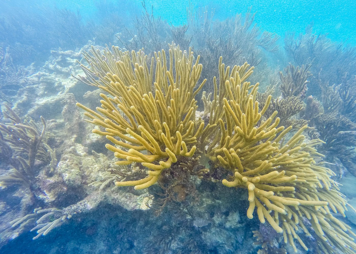 Tulum, Reef Snorkeling, Cenote & Mayan Ceremony