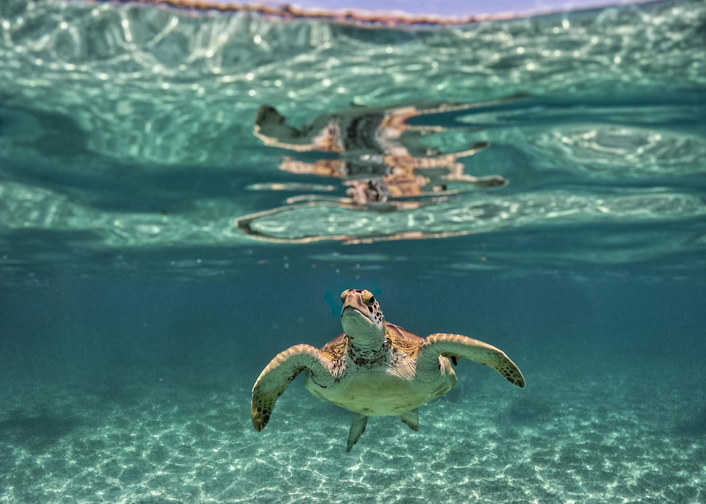Tulum Ruins, Turtles in Akumal and Cenote tour